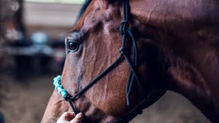 How to tie a rope halter knot [upl. by Marius]