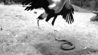 Quantifying the killer kick of a Secretary Bird [upl. by Nwahsyar]