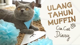 Ulang Tahun Muffin  Cia Cat Diary  Ep 25 [upl. by Rannug]