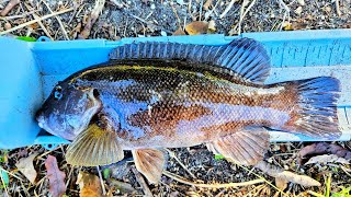 Tautog Fishing New Jersey PLUS UNDERWATER FOOTAGE [upl. by Amal]