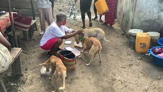 Administering Depo Provera shots for some local dogs [upl. by Lebiram]