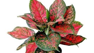 12 Most Stunning Aglaonema Varieties Chinese Evergreen Types AglaonemaHousePlantsIndoorPlants [upl. by Adnaloy]