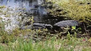 Gator in the grass [upl. by Notseh]