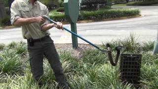 Water Moccasin Removal from Corporate Business Gardens  JAX [upl. by Neelac]