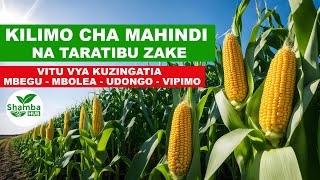 KILIMO BORA CHA MAHINDI MAMBO MUHIMU YA KUZINGATIA [upl. by Baxter]