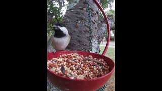 Carolina Chickadees Only Want Sunflower Seeds [upl. by Carol]