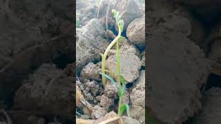 Seed germination reactionvideo travel rectionvlog vlogging vlog lovereactionsong vlogs beaut [upl. by Arri]