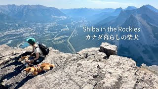 聳える岩山を登りきり絶景の天上界を目指すカナダの登山犬【4K】 [upl. by Meingolda]