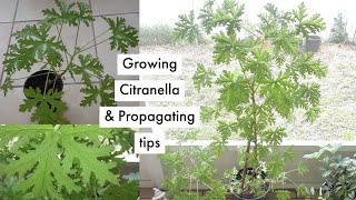 How to grow and propagate a Citronella mosquito plant 🍃 [upl. by Nikral]