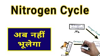 Nitrogen Cycle in Hindi [upl. by Cranford241]