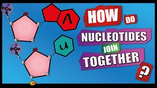 How Do Nucleotides Join Together  A Level Biology  Phosphodiester Bonds  Condensation reactions [upl. by Elorak]