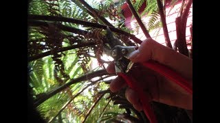 How to trim a Tasmanian Tree Fern [upl. by Ledeen]