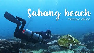 🇵🇭Sabang Beach 02 사방렉Sabang Wreck amp 몽키비치Monkey Beach  필리핀 바닷속 한국인 추모비  사방시내투어 [upl. by Atte]