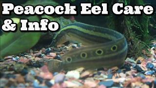 Peacock Eel  Spiny Eel Care Information and Advice  Macrognathus Siamensis [upl. by Yhtomit]