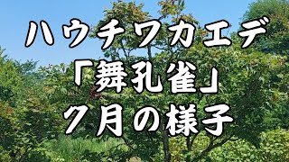 ハウチワカエデ 「舞孔雀」 ７月の様子 [upl. by Ahcilef]