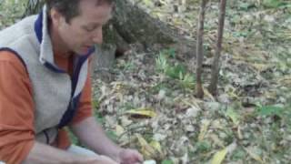 Sustainable Wild Leek Harvesting Wild Ramps [upl. by Shererd]