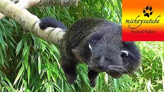 Sleepy Rare Binturong Bearcat [upl. by Dnomder318]