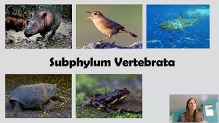 Introduction to the Subphylum Vertebrata  Dr Vandana V Bhavare Department of Zoology [upl. by Harrell85]