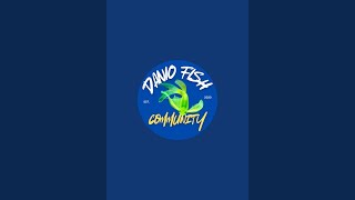 Danio Fish Community Show Entries 2024 [upl. by Llenoj]