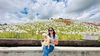 Baybay Leyte  St Anthony Shrine  Lintaon 16000 Blossoms [upl. by Adnohral]