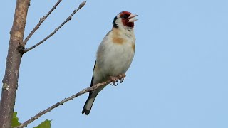 European Goldfinch  Distelfink  Carduelis carduelis  singing [upl. by Keri]