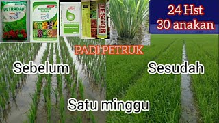 padi Petruk part 3 [upl. by Eicak560]