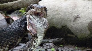 Cottonmouth vs Rattlesnake 03  Cottonmouth Kills amp Eats Rattlesnake [upl. by Zabrina]