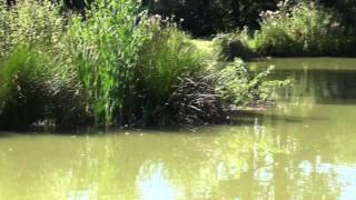 GREENFIELDS CARP FISHING WOKINGHAM BERKSHIRE [upl. by Okoyk330]