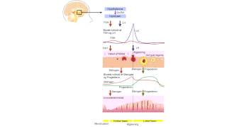 Biologi Menstruation cyklus [upl. by Llenyaj]