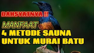 MANFAAT 4 METODE SAUNA UNTUK MURAI BATU [upl. by Queri]