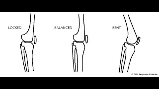 Anatomical Differences between Locking and Unlocking the Knee Joint [upl. by Euqinomahs]