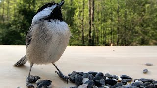 Carolina Chickadee Singing [upl. by Notfa]