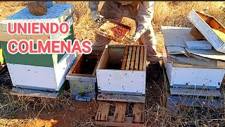 Unir dos Colmenas arreglando Zanganeras 🐝🥱apicultura farming naturaleza insects bee [upl. by Somar]