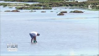 À Oléron la pêche a pied se pratique dans les regles de lart [upl. by Lamiv]