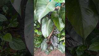 Old philodendron plant  jishnuuthaman garden keralagarden gardening [upl. by Dyol]