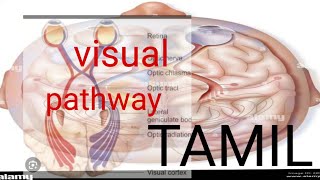 visual pathway  physiology in tamil physiotamil physiology [upl. by Miles521]