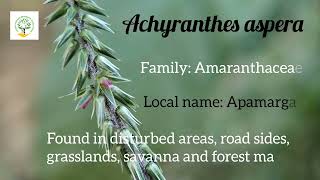 Achyranthes aspera medicinalplant aprf [upl. by Melnick]