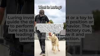 Luring Fundamentals For Dog Training [upl. by Nnayr]