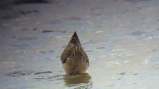 curlew sandpiper juv1 [upl. by Hibbert405]