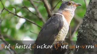 Redchested Cuckoo Cuculus solitarius Bird Call Video  Pietmyvrou Sound  Stories Of The Kruger [upl. by Kubis]