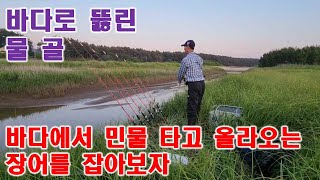 바다로 뚫린 물 골바다에서 민물 타고 올라오는 장어를 잡아보자 [upl. by Ertnom]