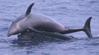 Science Bulletins Whales Give Dolphins a Lift [upl. by Weisbrodt]