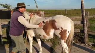 Cómo ensillar un caballo al estilo criollo en Uruguay EQUINOSUY [upl. by Roberta233]