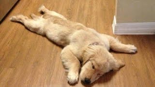 Funny Golden Retriever Puppies videos  Compilation 2017 [upl. by Saloma]