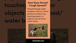 Kennel Cough Causes Symptoms Treatment Prevention [upl. by Ansilme]