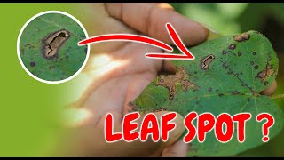 What causes leaf spot plant disease and how to prevent them [upl. by Matthia462]