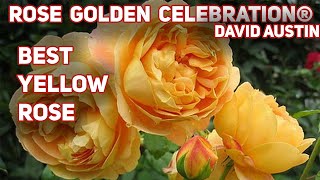 GOLDEN CELEBRATION  best yellow rose English Shrub Rose Bred By David Austin [upl. by Kelci18]