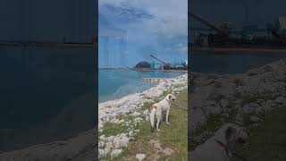 Rescue Dog Loves Goderich Ontario Beach shorts dog beach [upl. by Ahsytal560]