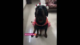 Eva is all dressed up♥️ dogs rottweiler trending shorts viral ytstudio [upl. by Margot462]