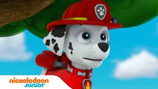 Paw Patrol  La Pat Patrouille  Marcus est chanceux   Nick Jr [upl. by Ahsilrac]